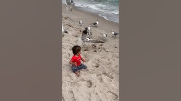 Seagulls Attack Baby and Steal Food!🤣 #shorts #baby #funny #seagull