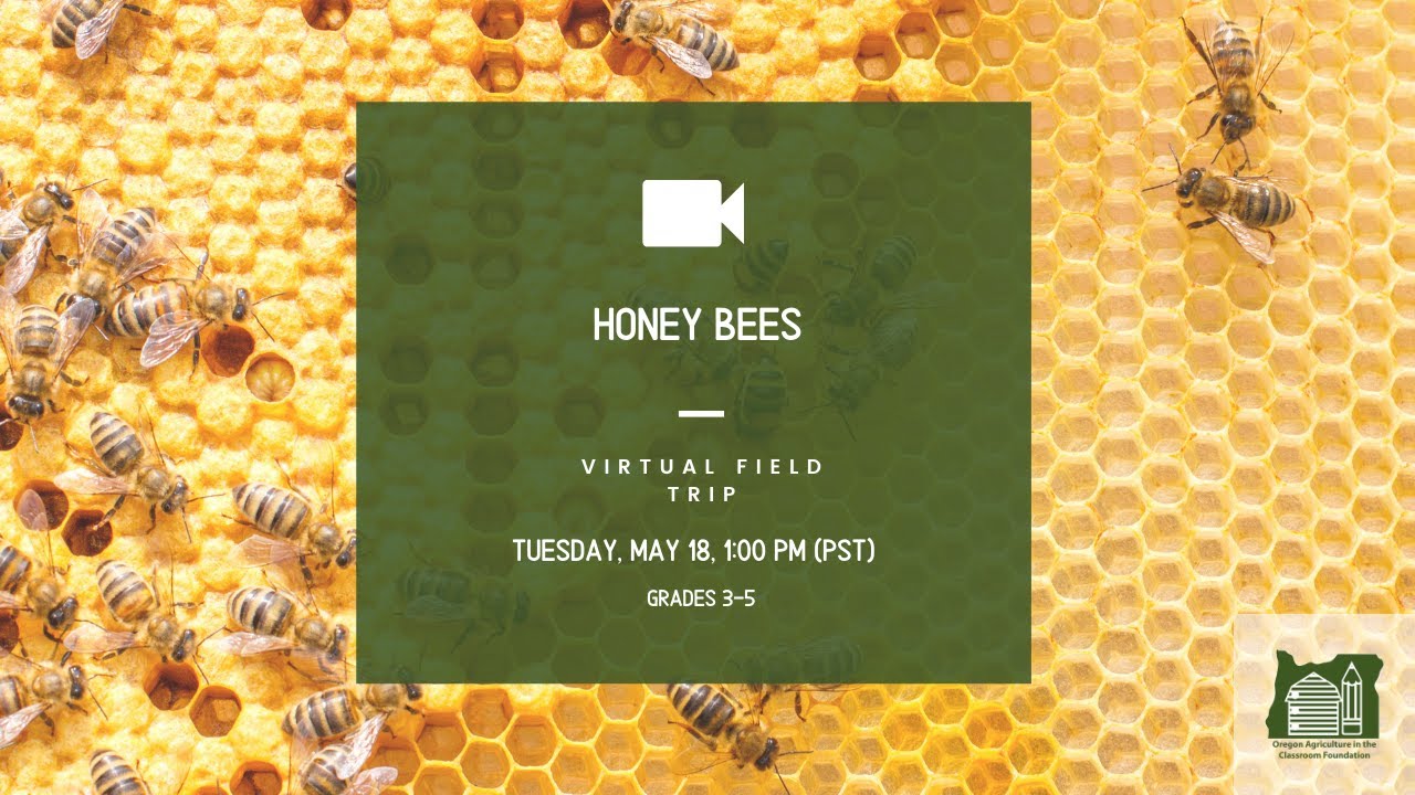 Honey Bees (Grades 35) YouTube