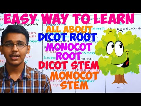 easy way to learn all about dicot root/monocot root/dicot stem/monocot stem