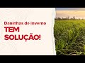 Vancarlo fala sobre FLUMYZIN no controle de plantas daninhas de inverno | IHARA