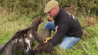 What are the benefits of Drag Lure Training a Golden Eagle…? 🤔 by Bull-X TV 947 views 6 months ago 4 minutes, 23 seconds