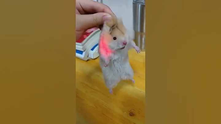 Hamster core 🐹🤣 #funnyshorts #funny #animals #hamsters #usa #fyp #funnyvideo #cute #pets 3