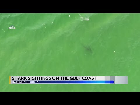 WATCH: Sharks come close to shore in Orange Beach