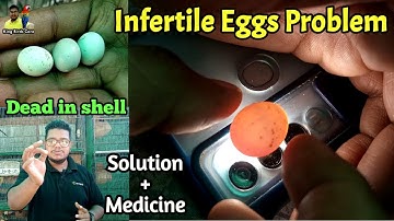How to check fertile & infertile egg | Infertile eggs solution | Birds eggs candling | Lovebirds