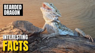 Amazing facts of Bearded Dragon | Interesting Facts | The Beast World