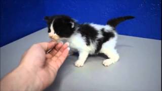 Oreo - Black And White Solid Bicolor Male Ragdoll Kitten From Www.ragdollkittens.net