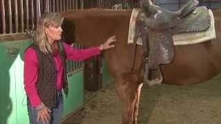 Buying A Horse: Tips for the On-Farm visit