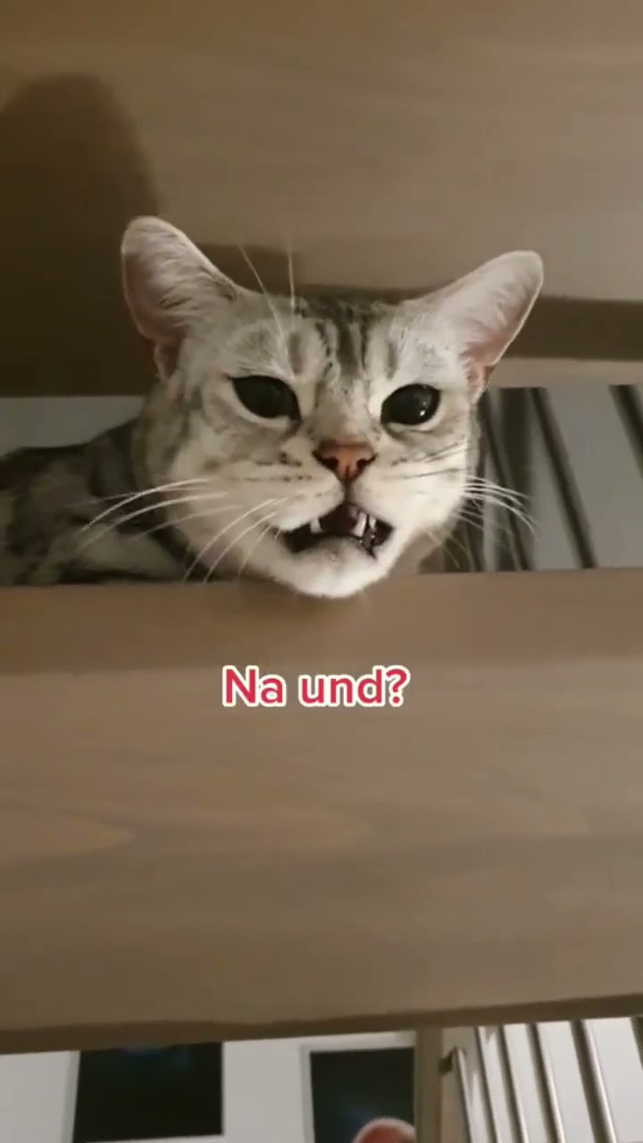 Warum schläft Ihre Katze bei Ihnen? - Was der Schlafplatz Ihrer Katze über Ihre Beziehung verrät!