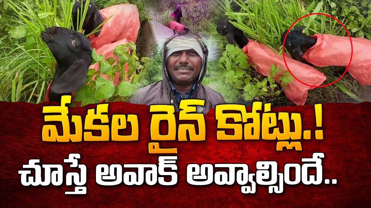 Man Setups Raincoats for Goats Goats Wear Raincoat Anthargama