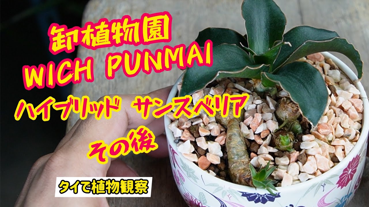 サンスベリア】卸植物園“WICHA PUNMAI“のハイブリッドサンスベリアの