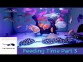 Top stingrays uk  feeding time part 3
