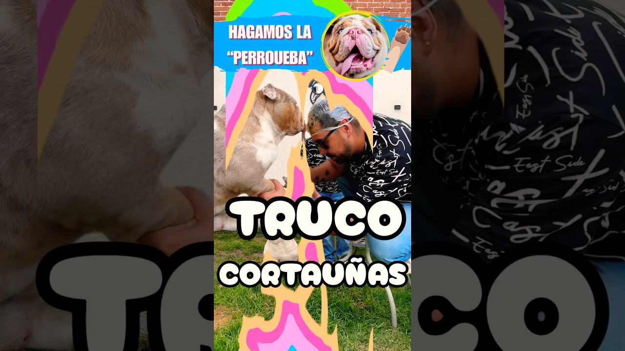 No les cortes las uñas🐶, sin antes ver este video