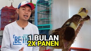 Cara ini bisa membuat ternak kenari lebih cepat‼1 bulan bisa panen anakan kenari berkalikali