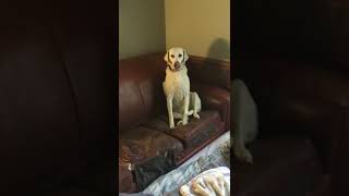 Beautiful Foxhound, sitting like the princess she is, watching over Chloe who has Kidney Issues! Beautiful Foxhound, sitting like the princess she is, watching over Chloe who has Kidney Issues!