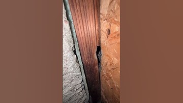 How to seal your house to get rid of mice. Another DIY pest control tip to protect your home!