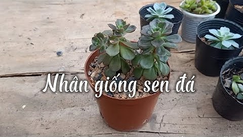 Nhân giống sen đá | Sen đá nhật nguyệt - Vườn sendadang