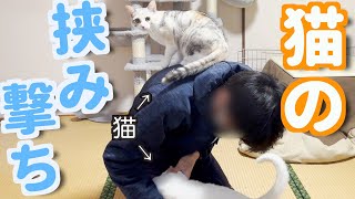 かわいい猫に上下から攻められて大変なことになりました… by 捨て猫姉弟ハナとユキ 9,392 views 11 months ago 4 minutes, 3 seconds