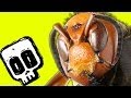 Giant Hornet vs Honey Bees | Deadliest Showdowns | BBC Earth