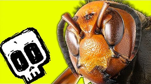 Giant Hornet vs Honey Bees | Deadliest Showdowns | BBC Earth