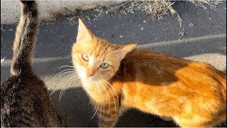 feeding street cats youtube，hungry street cat looking for food，woman feeding cats on the street