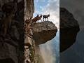 Hundreds of fearless mountain goats climbing straight up impossible cliffs. 🏔️🐐#USA #MountainGoat