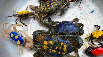 Thảo Cady bắt các con vật nhuộm màu trong sân, con cua, cua, cá vàng, crab. Part-246