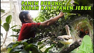 AVIARY KECIL TAPI BANYAK BURUNG BERKEMBANG BIAK, DAMBAAN SETIAP KICAUMANIA  INI CONTOHNYA !!