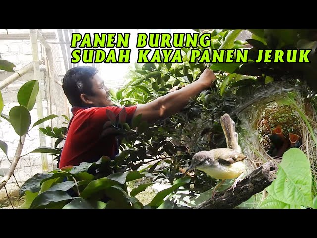 AVIARY KECIL TAPI BANYAK BURUNG BERKEMBANG BIAK, DAMBAAN SETIAP KICAUMANIA - INI CONTOHNYA !! class=