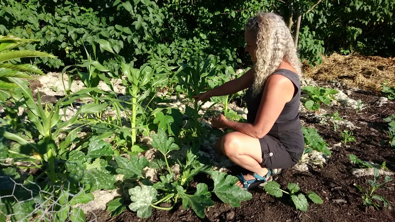Mulching With Sheep's Wool Experiment Update. Permaculture Nordic Food