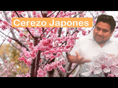 Video: Kwanzan Cherry Tree Care: cómo hacer crecer un cerezo Kwanzan