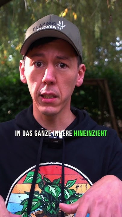 Kurz erklärt Wie Bananenpflanze richtig überwintern? Bananenstaude