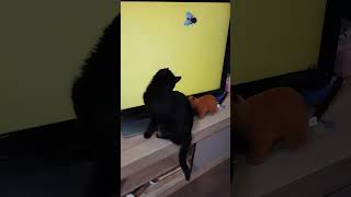 кот играет с телевизором