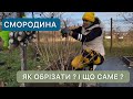 Осіння обрізка чорної смородини Підвищуємо урожай в 3 рази Осіння обрізка чорної смородини Підвищуємо урожай в 3 рази