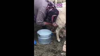 Torunlar Ve Koyunlar Di̇rmi̇l Yaylasi