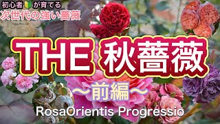 次世代の強い薔薇】THE 秋薔薇〜前編〜 初めての秋バラの開花となり