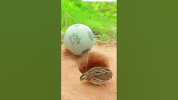 Easy Creative Bird Trap - Create New Quail Trap #shorts