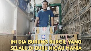 INI DIA BURUNG BURCIL YANG DI BURU KICAU MANIA