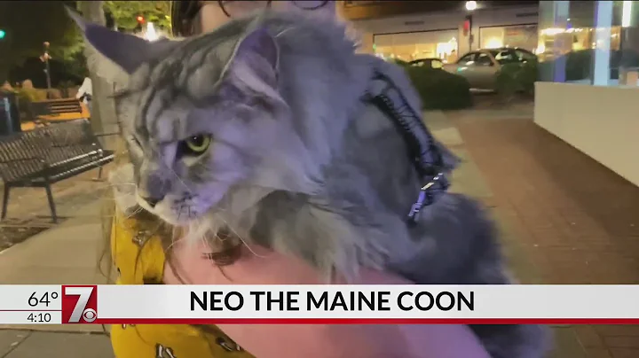 NEO The Main Coon Cat - check out this HUGE cat Am...