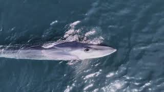 Fin Whales off Lisbon coast | Baleias-comuns ao largo de Lisboa
