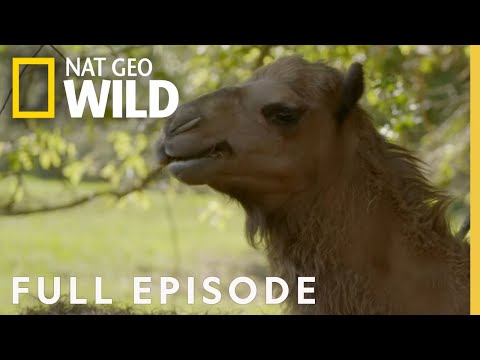 Hump Day (Full Episode) | Critter Fixers