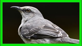 Northern Mockingbird Song, Sound, Voice, Call, Melody - Sinsonte Canto - Mimus Polyglottos