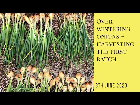 Video: Welsh Bunching Onion - Chăm sóc và Thu hoạch Hành bó