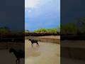 ##Thardesert##homehindu##hindulife##hinduvillagelife