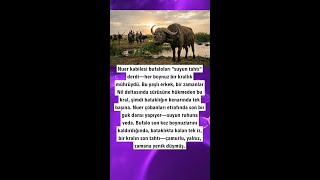 Nuer Kabi̇lesi̇ni̇n Bovi̇ne Kanaryasi: Yaşli Bufalonun Son Ni̇l Vedasi