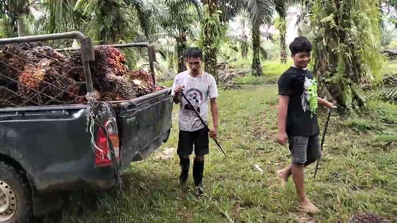 Proses loading muat dan panen sawit umur 12 tahun