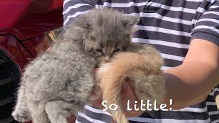This is what Maine Coon kitten Tiger looked like one month old. by Born 2b Fluffy 1,076 views 7 months ago 33 seconds
