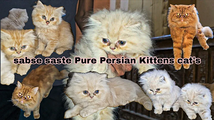 Video 10888321: persian cat kitten pure, quality persian cat kitten, punch persian cat kitten, face persian cat kitten, breeding quality, home breed