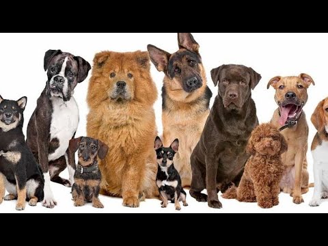 Video: Neden tür kelimeler evcil hayvanlar için ebedi vardır