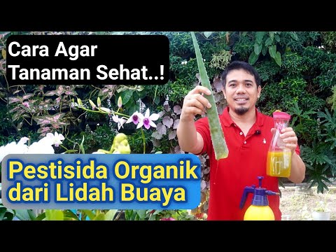 Video: Seed Tape Cara Memandu: Pelajari Tentang Membuat Seed Tape Untuk Kebun