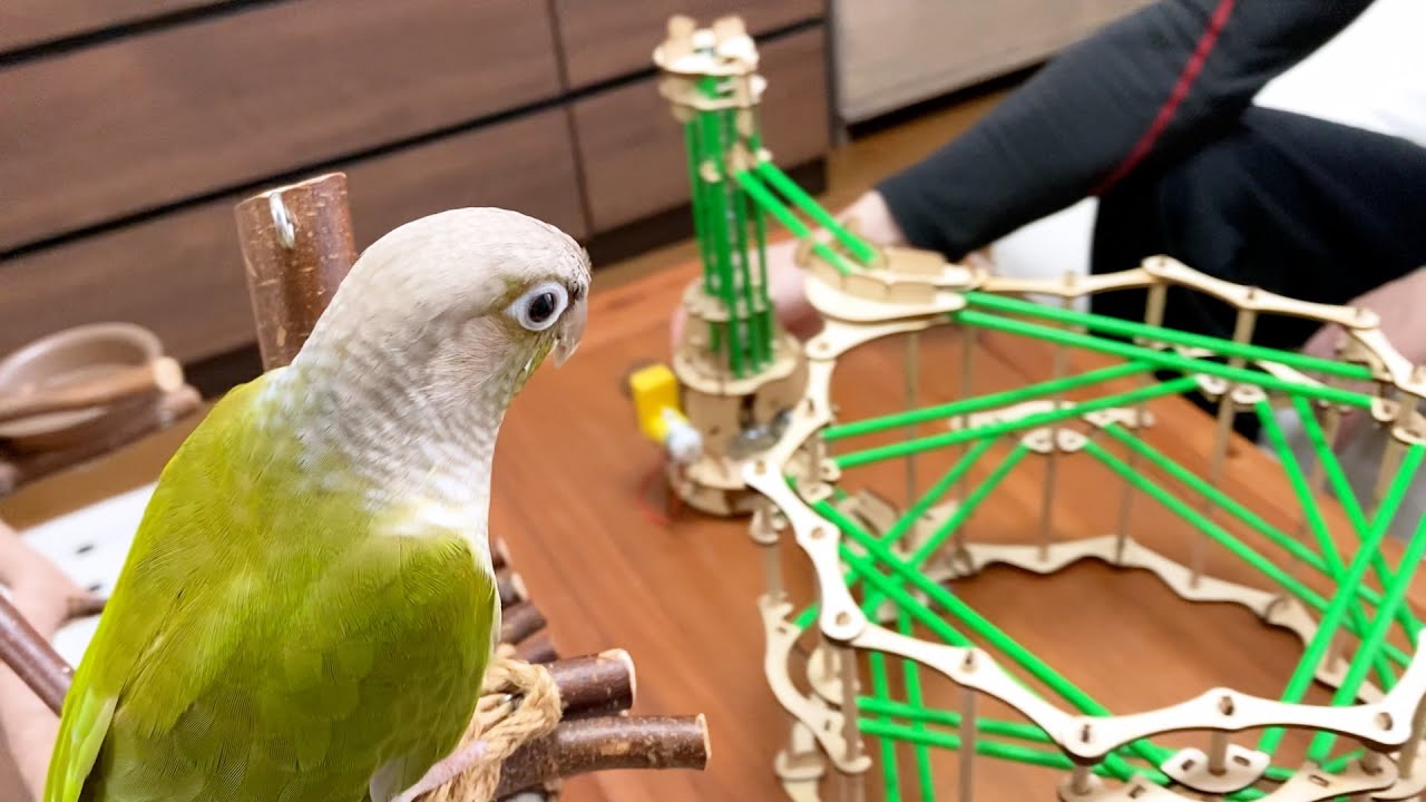 Here comes another Pythagorean toy that our birds love! - YouTube